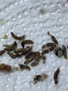 A range of worms, 5 to 10mm long, lay on a piece of kitchen towel